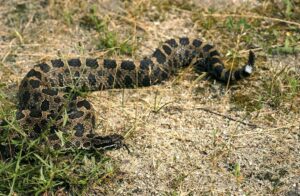 Rattlesnake 2