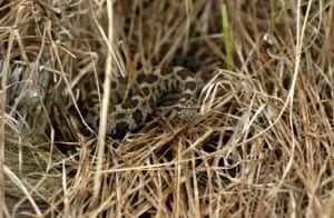 Rattlesnake 3