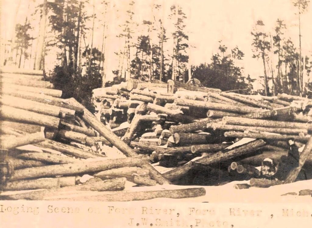 Piles Of Logs In Forested Area