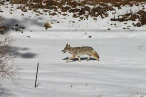 Coyote 1539287 1280