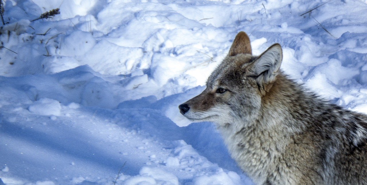 The Michigan Coyote Is On The Move And Ready For Love