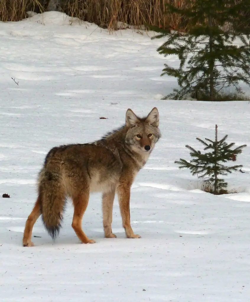 Michigan Coyote