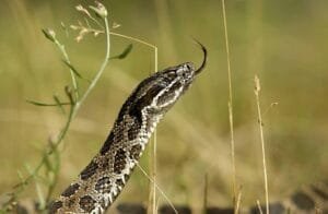 Rattler