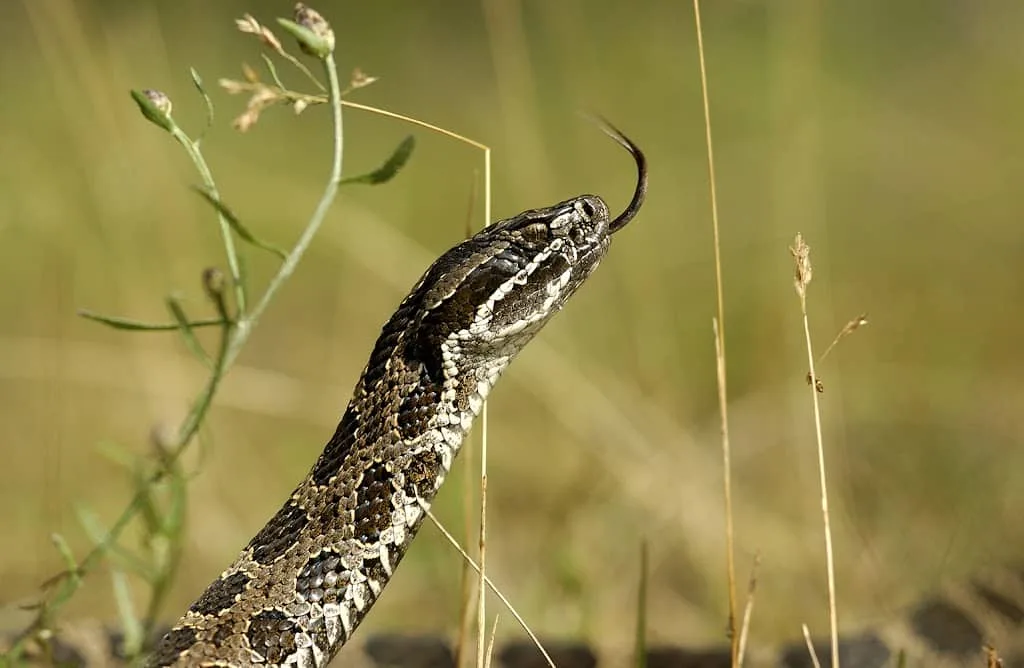 Massasauga Rattlesnake, Michigan’S #1 Venomous Viper
