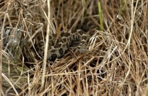 Rattlesnake 3