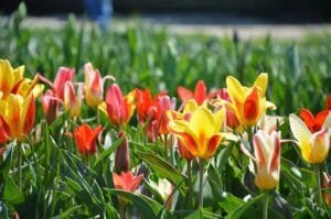 Holland Michigan Webcams