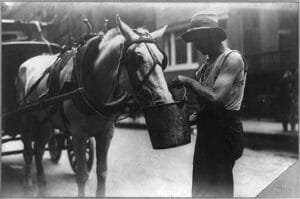 Horse Eating