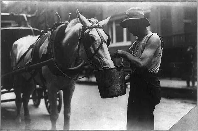 Horse Eating
