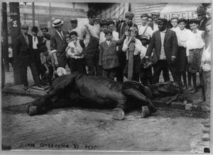 Horse Overcome By Heat