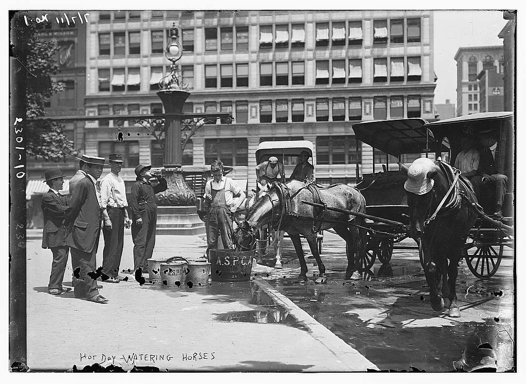 Watering Horses