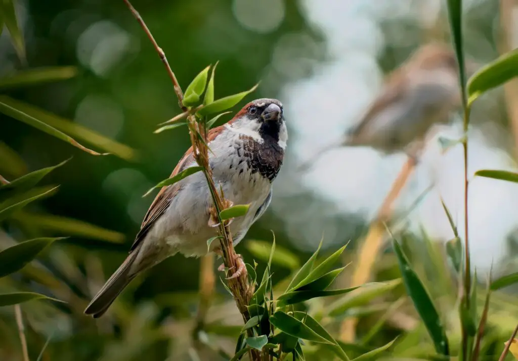 Small Birds In Michigan