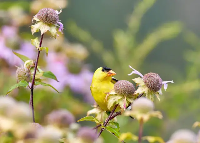 American Goldfinch