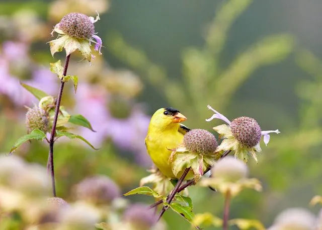 American Goldfinch