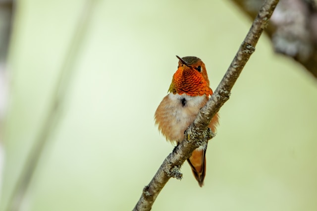 Ruby-throated Hummingbird