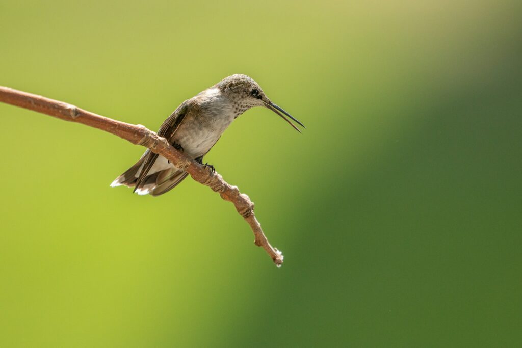 Spot-Throated Hummingbird