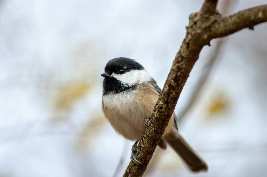 Black-Capped Chickadee