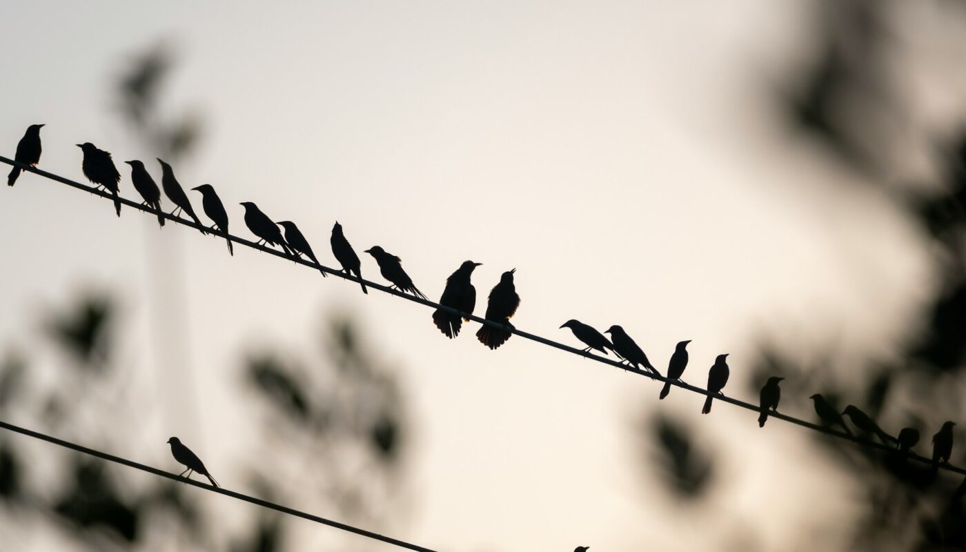 Small Birds Of Michigan