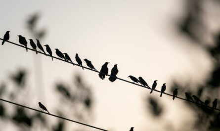 Small Birds Of Michigan