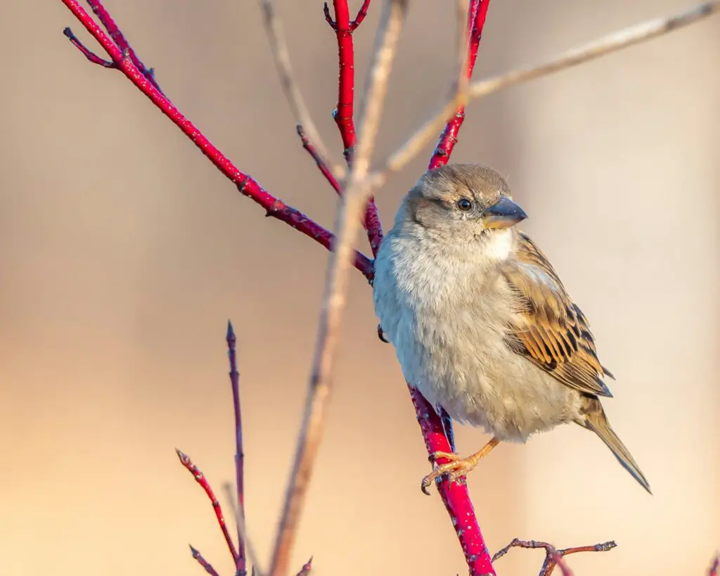 Small Brown Birds In Michigan