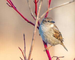 Patrice Bouchard Izwx4Nczvbg Unsplash