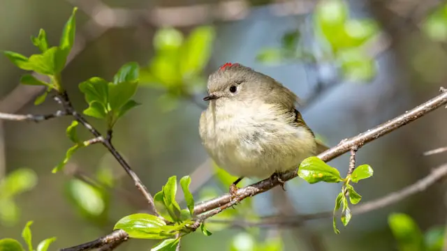 Ruby-crowned Kinglet