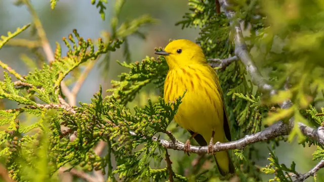 Yellow Warbler