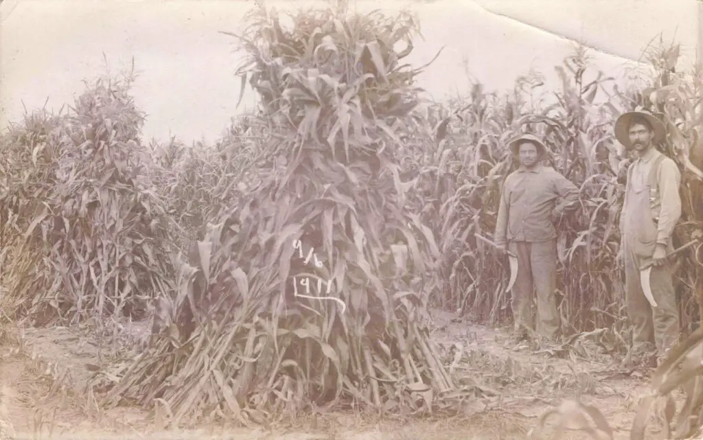 Corn Harvest Near Onaway