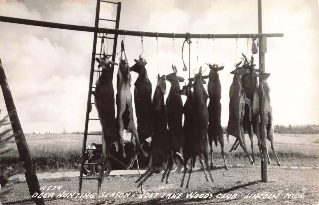 A Group Of Animals From A Rack