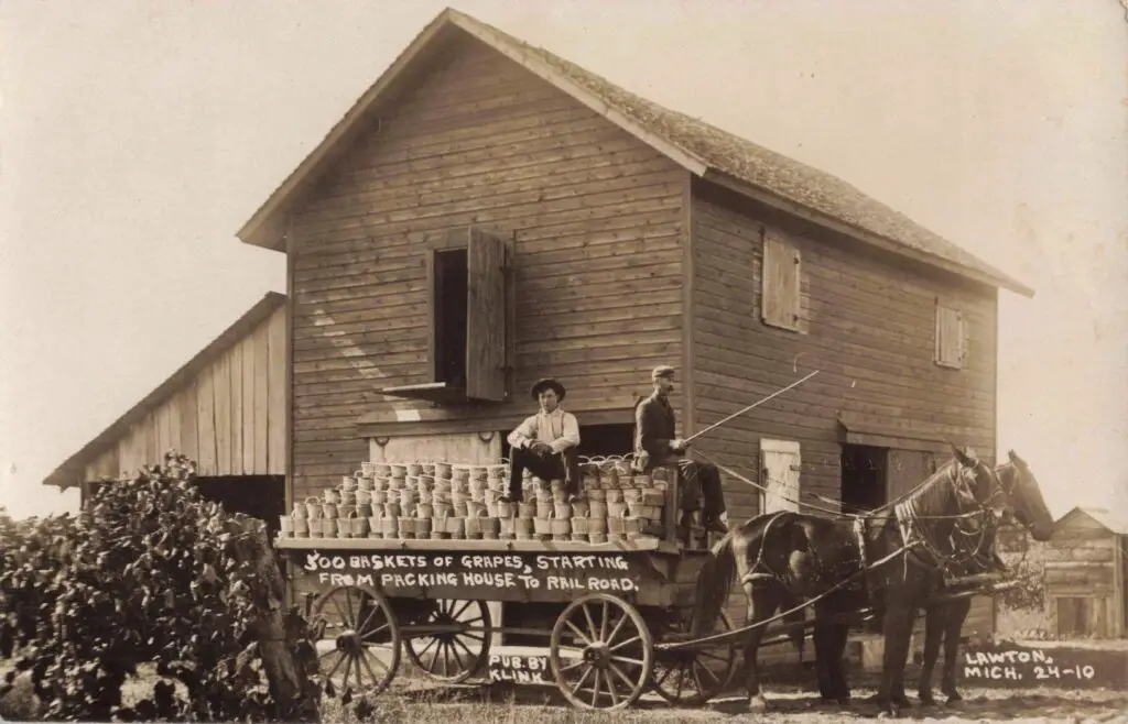 Lawton Grapes