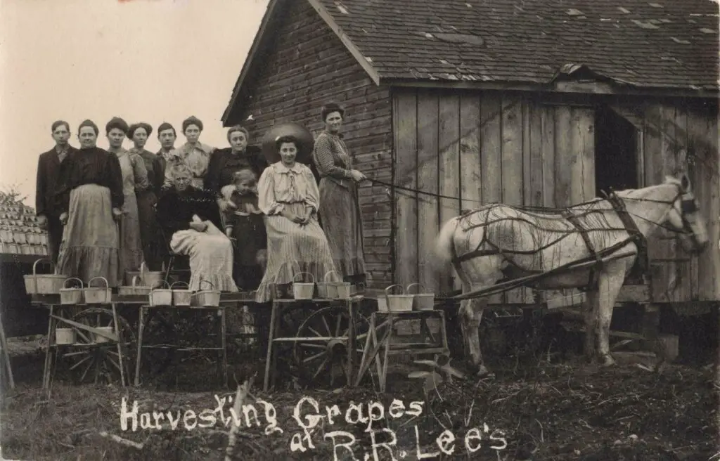 Harvesting Grapes Lawton