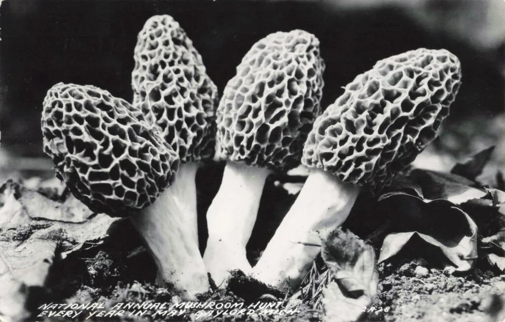 Black And White Morel Mushrooms Growing