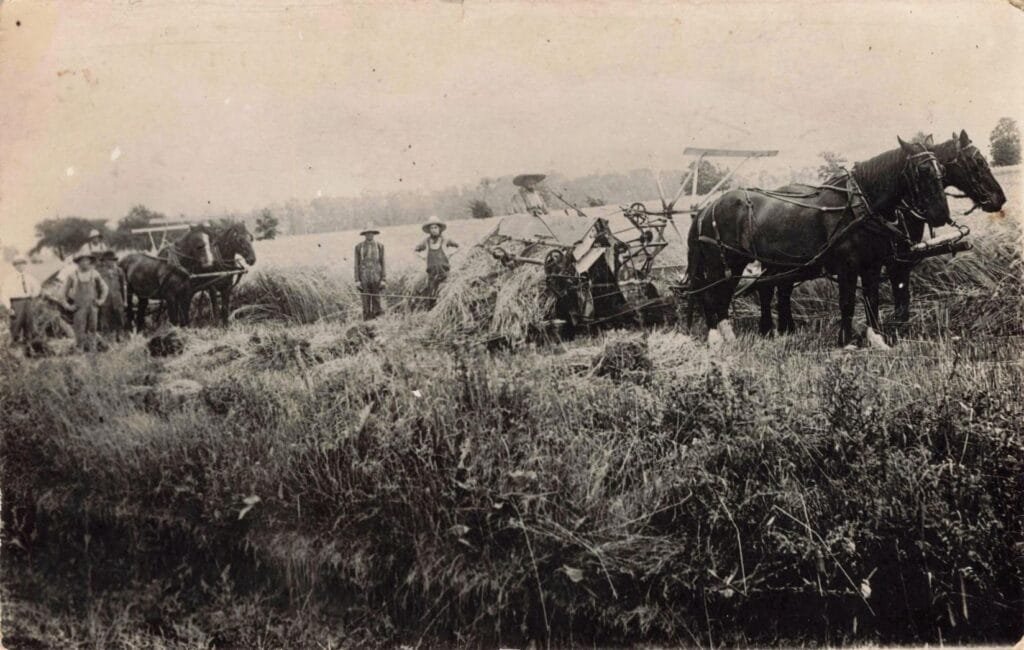 Historic Farming Scene With Horses
