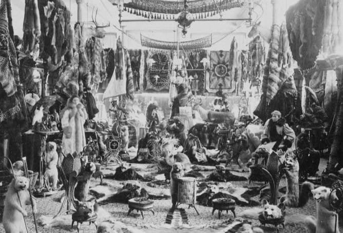 Room Filled With Animal Furs And Taxidermy