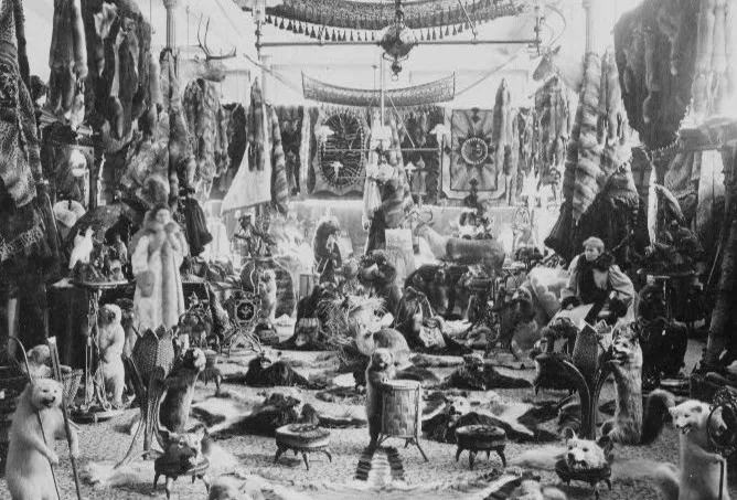 Room Filled With Animal Furs And Taxidermy