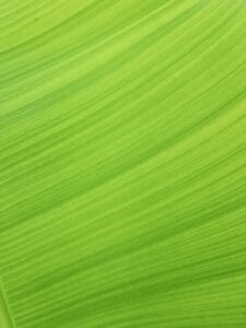 Disc Golf Tips Tbo