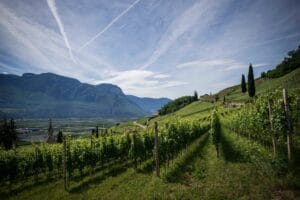 Sunrise Side Wine Hops Trail Rcl